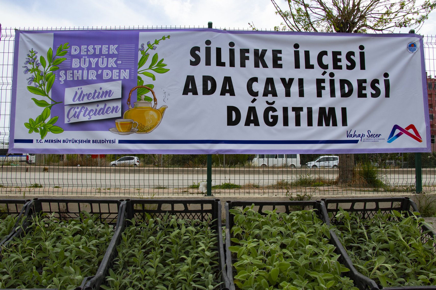 Silifkeli Üreticiler Yeniden Ada Çayı Fidesi İle Buluştu