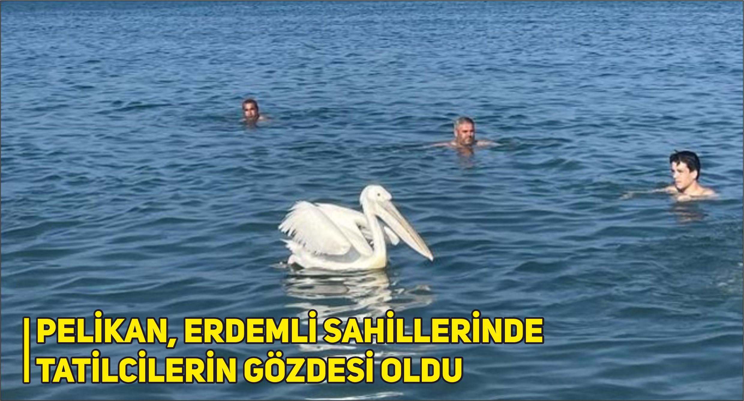 PELİKAN, ERDEMLİ SAHİLLERİNDE TATİLCİLERİN GÖZDESİ OLDU